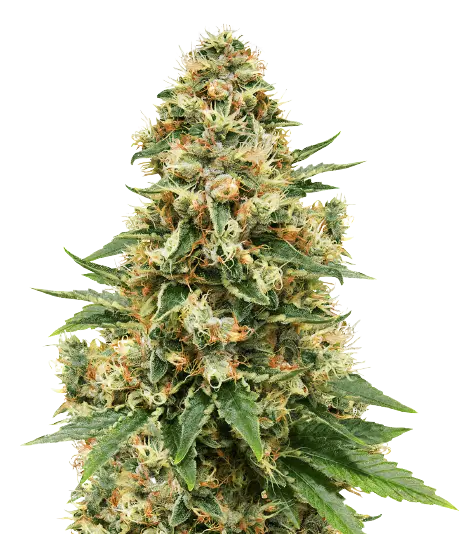 Sensi Skunk cannabis seeds packaging — Royal King Seeds Australia