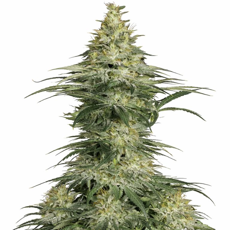 Sensi Star Feminized