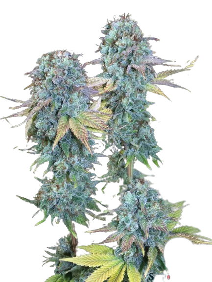 Serious Happiness Feminized