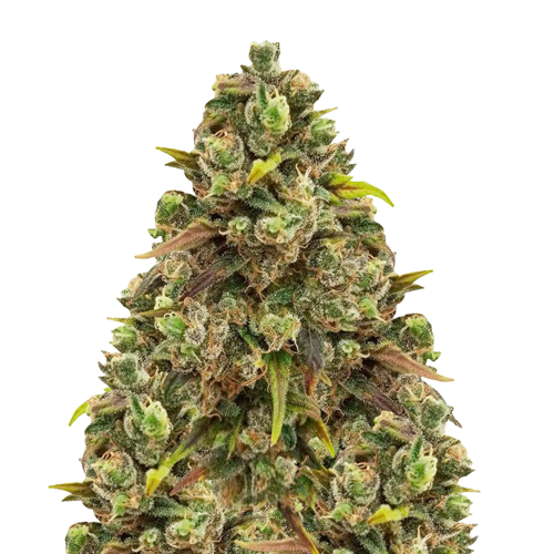 Sexxpot Feminized