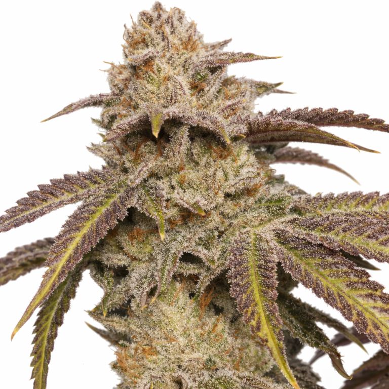 SFV OG cannabis seeds packaging — Royal King Seeds Australia