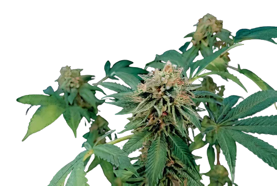 Shark Bite cannabis seeds packaging — Royal King Seeds Australia