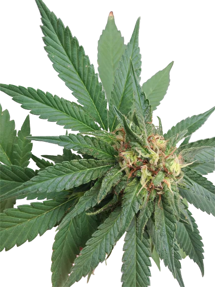 Shark Shock cannabis seeds packaging — Royal King Seeds Australia