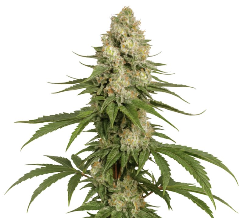 Sharksbreath cannabis seeds packaging — Royal King Seeds Australia