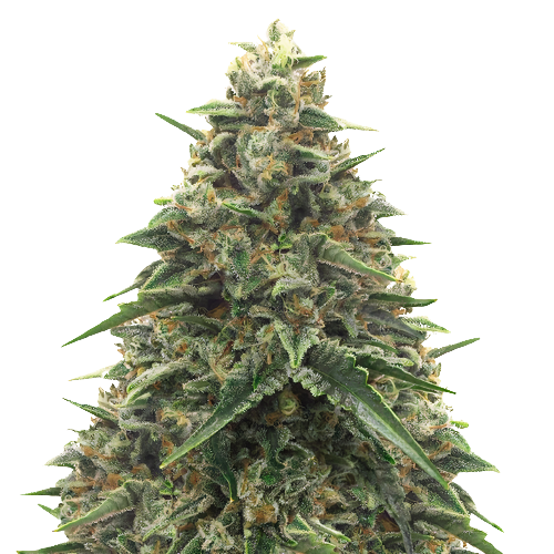 Shiatsu Kush cannabis seeds packaging — Royal King Seeds Australia