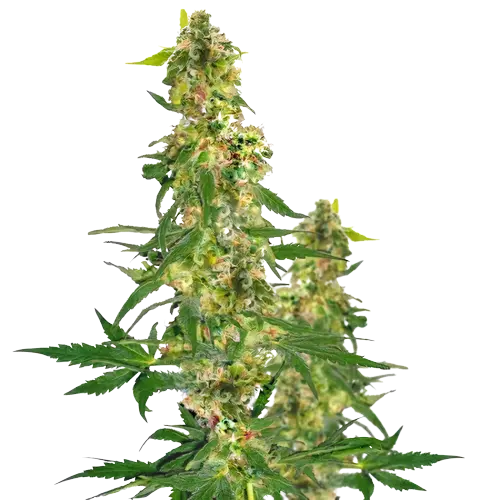 Shipwreck cannabis seeds packaging — Royal King Seeds Australia