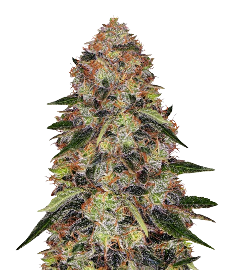 Shishkaberry cannabis seeds packaging — Royal King Seeds Australia