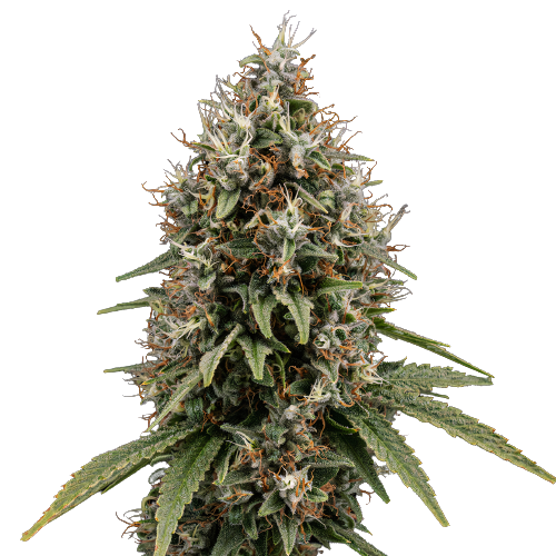 Shoreline cannabis seeds packaging — Royal King Seeds Australia