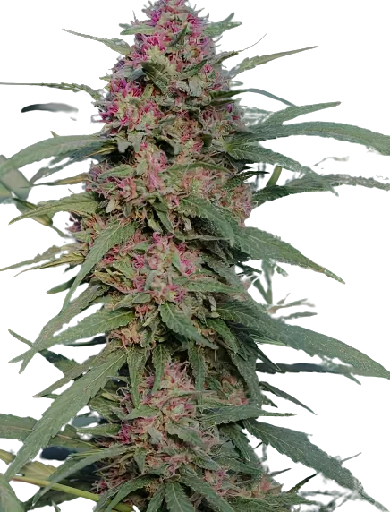 Sierra Mist cannabis seeds packaging — Royal King Seeds Australia