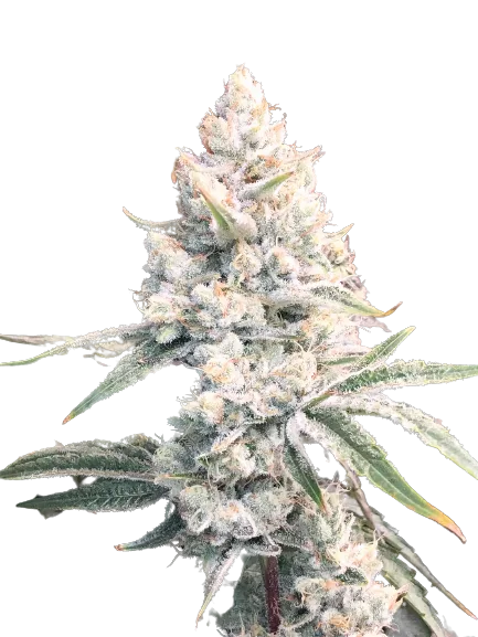 Silver Haze cannabis seeds packaging — Royal King Seeds Australia