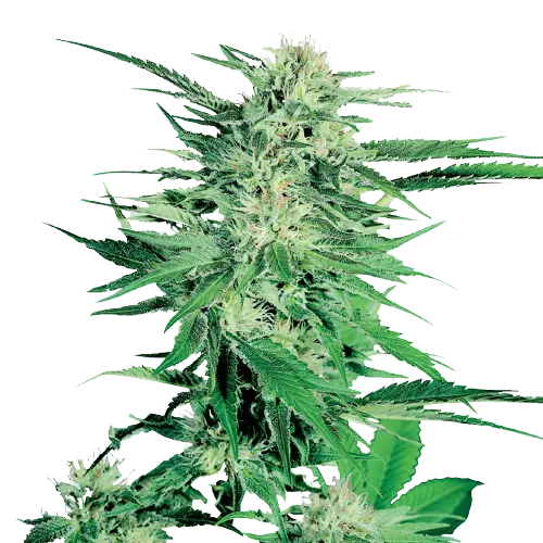 Silver Kush cannabis seeds packaging — Royal King Seeds Australia