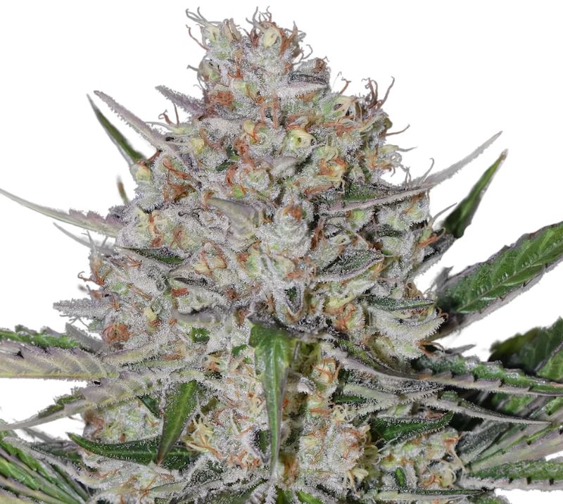 Silverback Gorilla cannabis seeds packaging — Royal King Seeds Australia