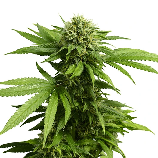 Silverfalls Kush cannabis seeds packaging — Royal King Seeds Australia