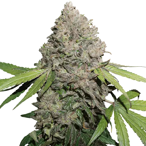 Sin City Kush cannabis seeds packaging — Royal King Seeds Australia