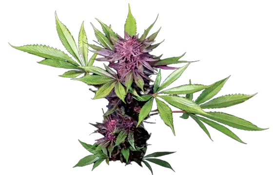Sirius Black cannabis seeds packaging — Royal King Seeds Australia