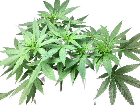 Sister Glue cannabis seeds packaging — Royal King Seeds Australia