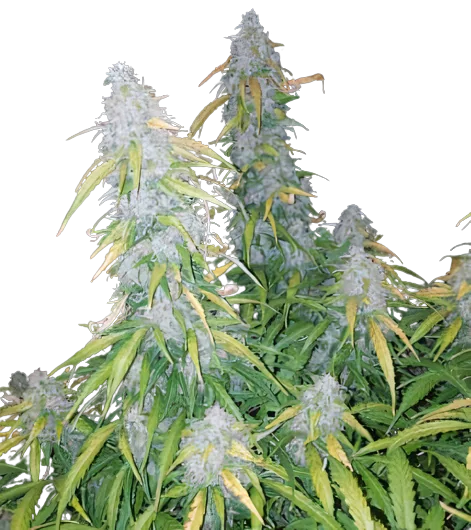 Six Shooter cannabis seeds packaging — Royal King Seeds Australia