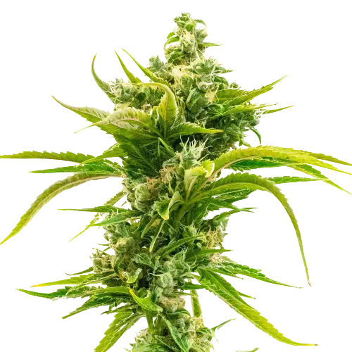 Skunk Diesel cannabis seeds packaging — Royal King Seeds Australia