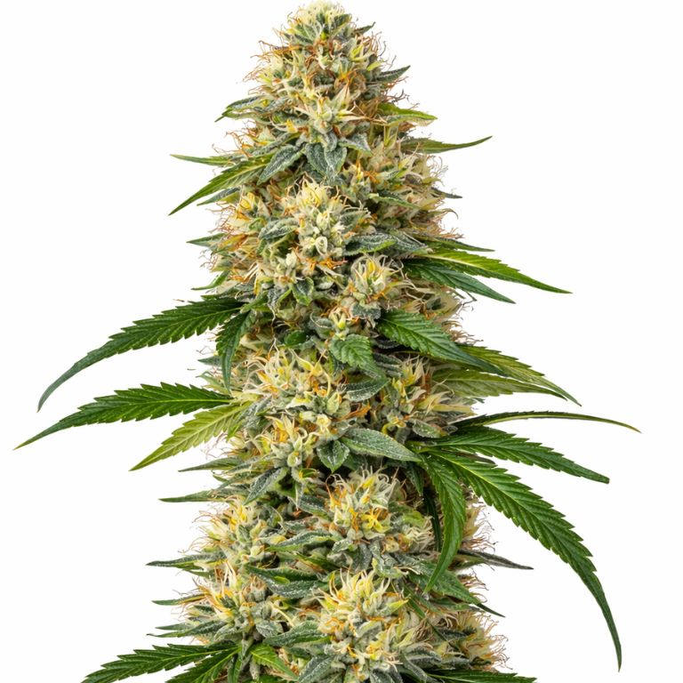 Skunk Kush cannabis seeds packaging — Royal King Seeds Australia