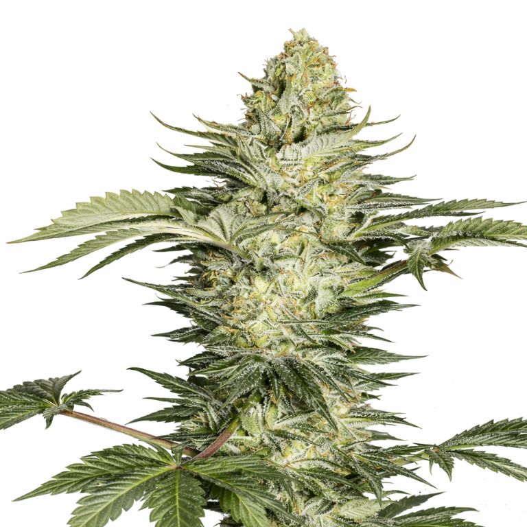 Skunk No. 1 cannabis seeds packaging — Royal King Seeds Australia