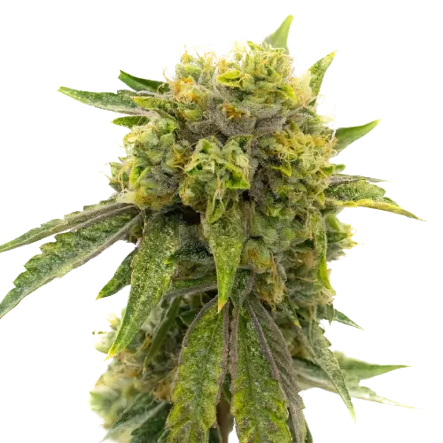 Skunky Afro cannabis seeds packaging — Royal King Seeds Australia