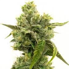 Skunky Jack cannabis seeds packaging — Royal King Seeds Australia