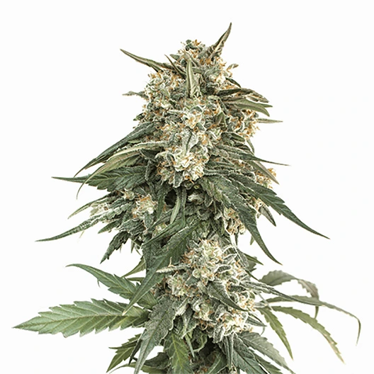 Skywalker Alien cannabis seeds packaging — Royal King Seeds Australia