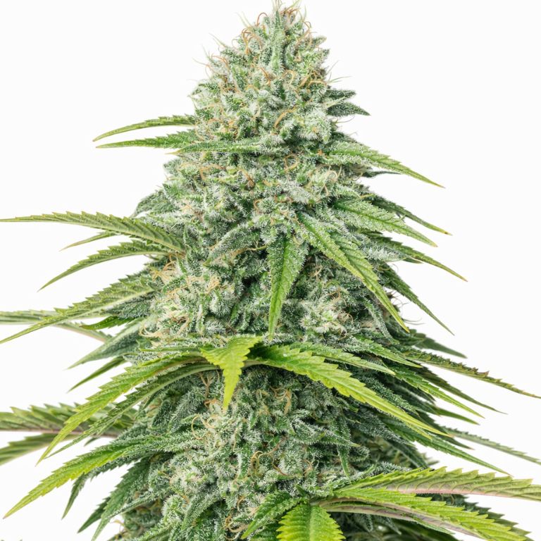 Skywalker OG cannabis seeds packaging — Royal King Seeds Australia
