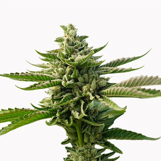 Smelliot cannabis seeds packaging — Royal King Seeds Australia