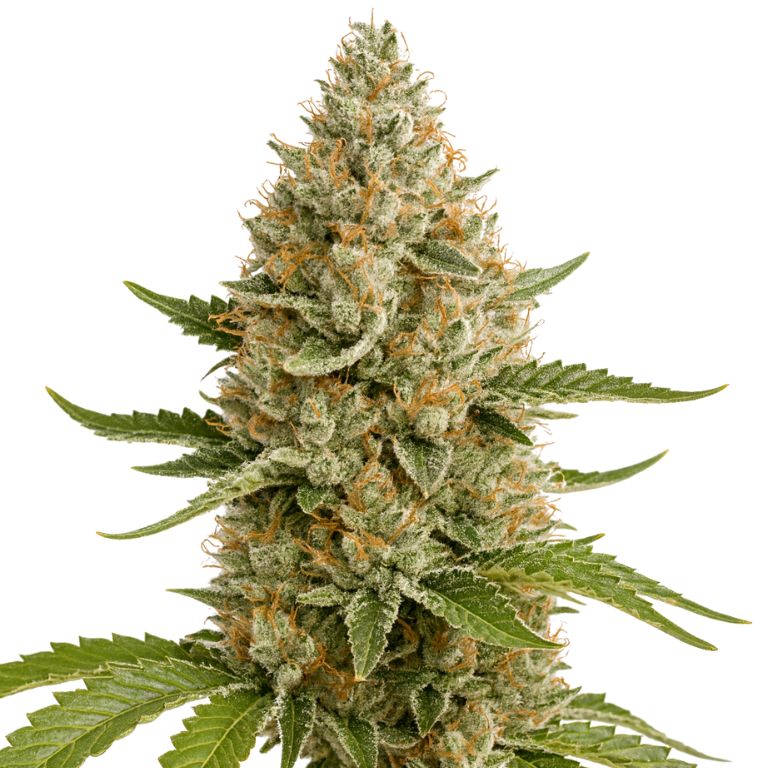 Snoop Dogg OG cannabis seeds packaging — Royal King Seeds Australia
