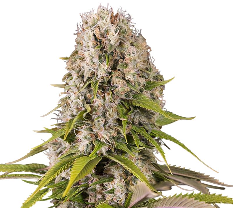 Snow Diesel cannabis seeds packaging — Royal King Seeds Australia