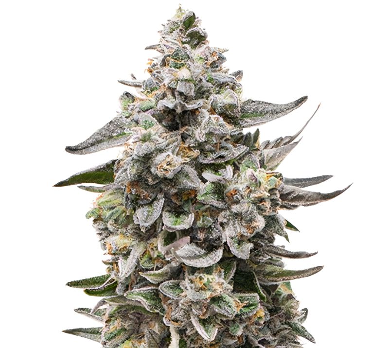 Snow White cannabis seeds packaging — Royal King Seeds Australia