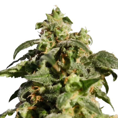 Snowcap Dream cannabis seeds packaging — Royal King Seeds Australia