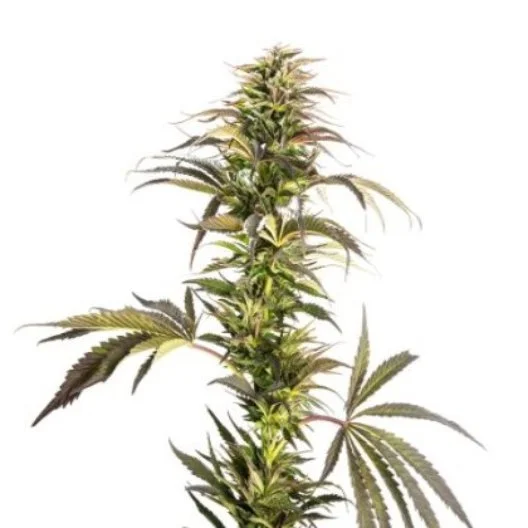Soul Shine cannabis seeds packaging — Royal King Seeds Australia
