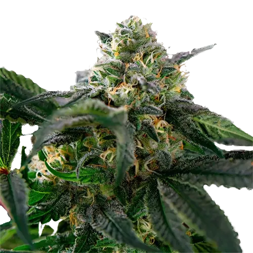 Sour Alien cannabis seeds packaging — Royal King Seeds Australia