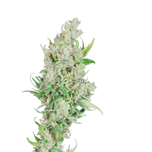 Sour Amnesia cannabis seeds packaging — Royal King Seeds Australia