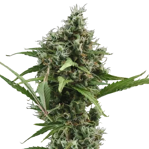 Sour Ape cannabis seeds packaging — Royal King Seeds Australia