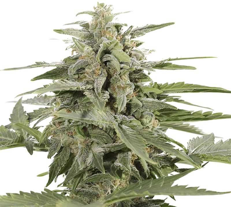 Sour Apple cannabis seeds packaging — Royal King Seeds Australia