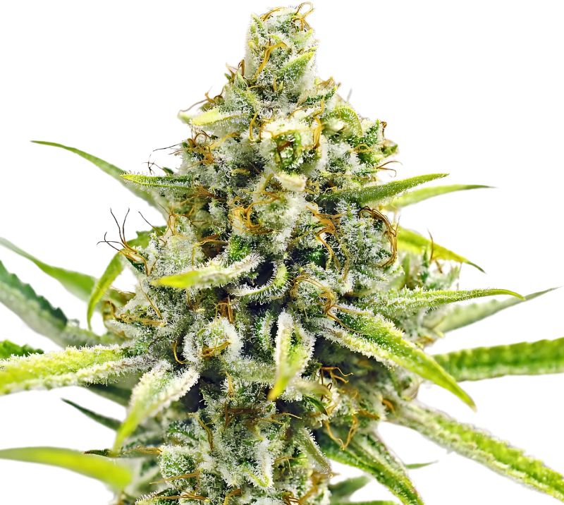 Sour Bubba cannabis seeds packaging — Royal King Seeds Australia