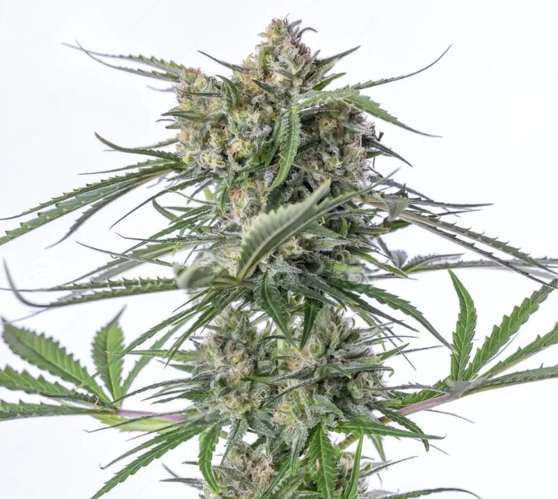 Sour Bubble cannabis seeds packaging — Royal King Seeds Australia