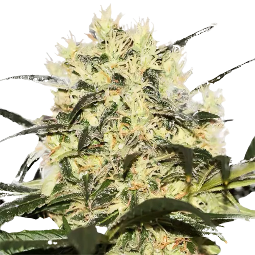 Sour Cheese cannabis seeds packaging — Royal King Seeds Australia