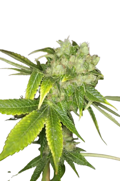 Sour Cream cannabis seeds packaging — Royal King Seeds Australia