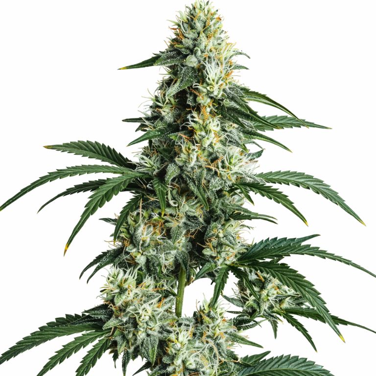 Sour Diesel cannabis seeds packaging — Royal King Seeds Australia