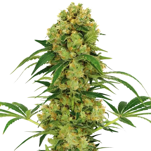 Sour Dream cannabis seeds packaging — Royal King Seeds Australia