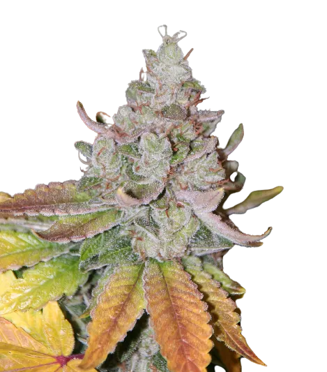 Sour Dubble cannabis seeds packaging — Royal King Seeds Australia