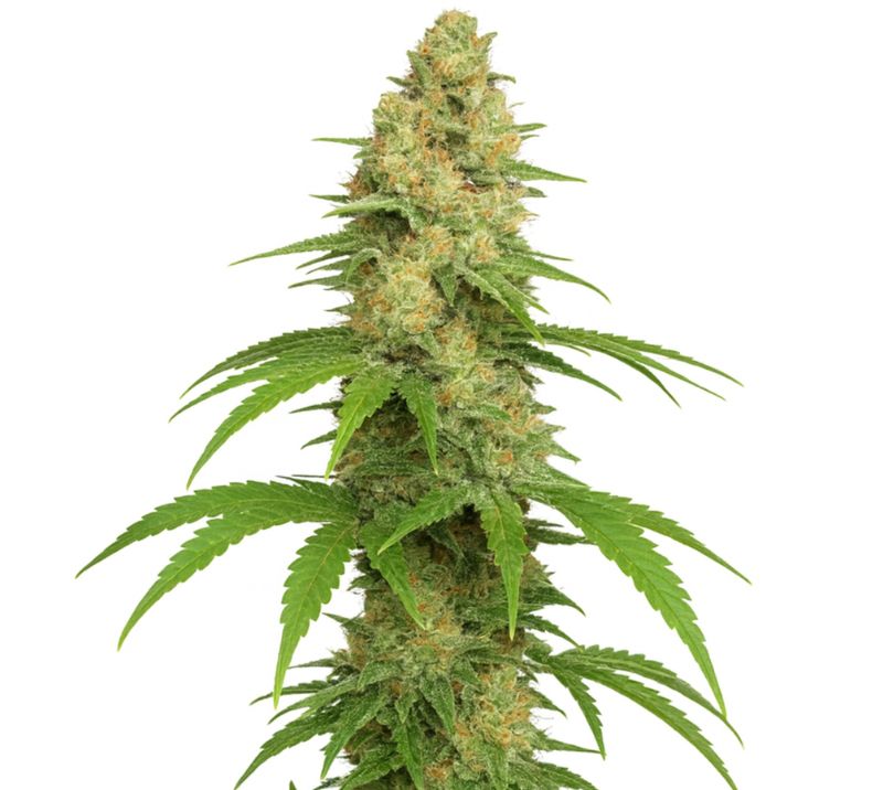 Sour Girl Feminized