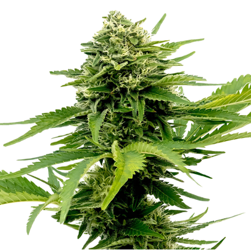 Sour Jack cannabis seeds packaging — Royal King Seeds Australia