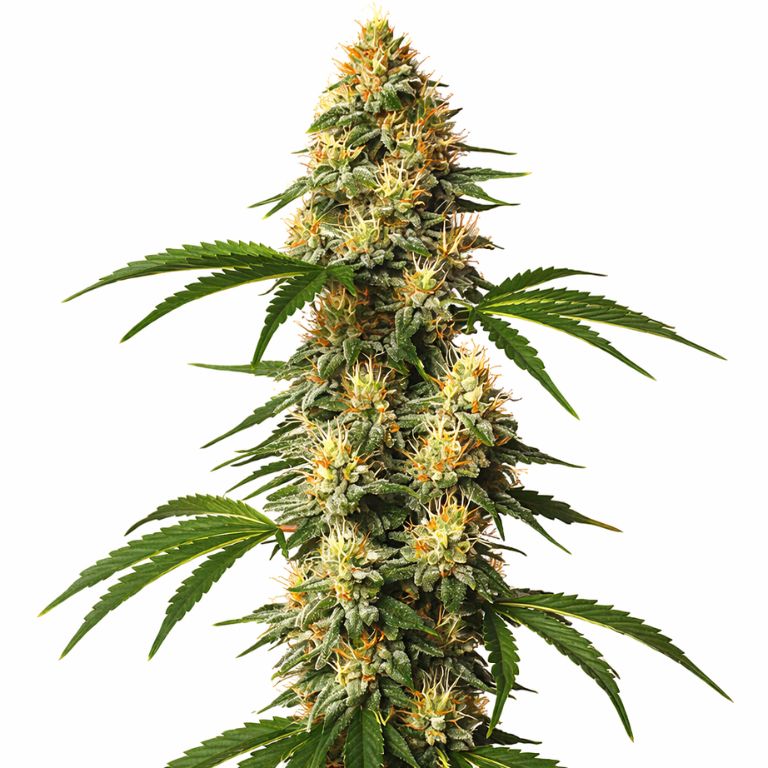 Sour Kush cannabis seeds packaging — Royal King Seeds Australia