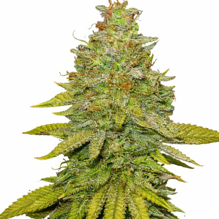 Sour OG Feminized