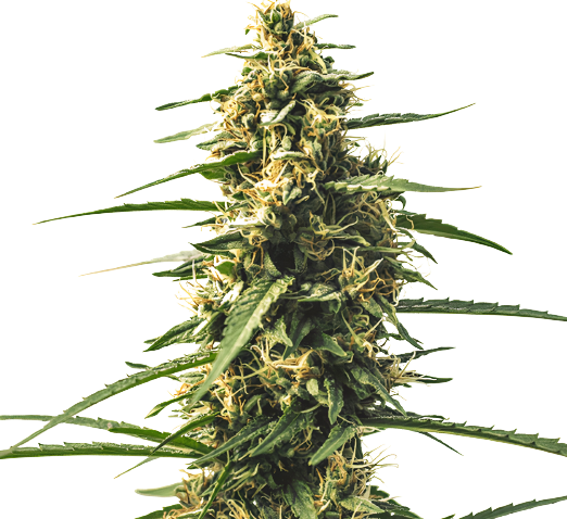 Sour Tsunami CBD Feminized